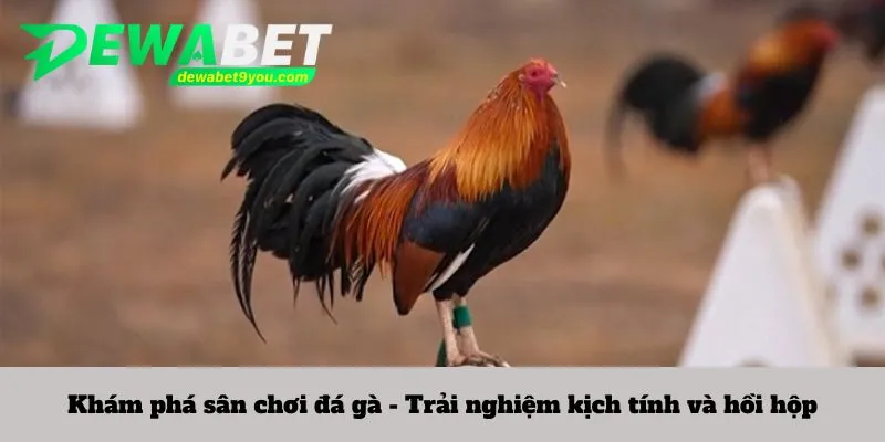 Khám phá sân chơi đá gà - Trải nghiệm kịch tính và hồi hộp