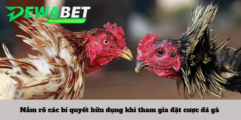 Nắm rõ các bí quyết hữu dụng khi tham gia đặt cược đá gà 